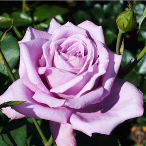 Lila - teahibrid rózsa